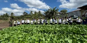 Rutan Kelas IIB Kefamenanu panen perdana sayuran hortikultura hasil program pembinaan dua bulan, bekerja sama dengan Dinas Pertanian TTU dan Yayasan Krisna Foundation, Rabu (20/8), (Web. Ditjenpas)