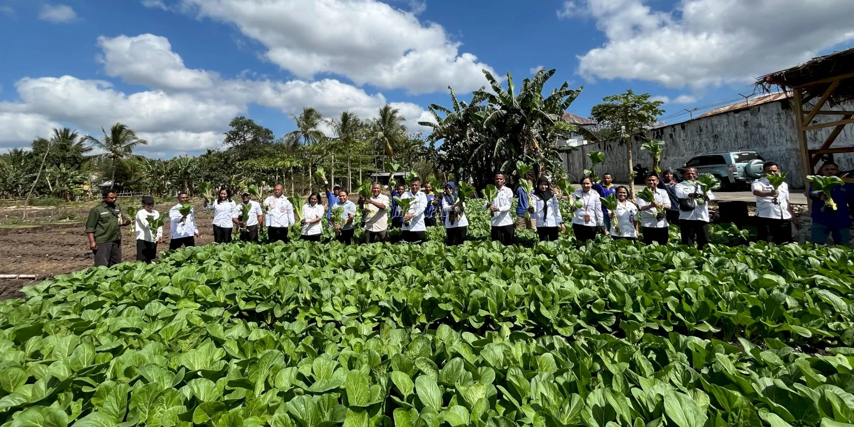 Rutan Kelas IIB Kefamenanu panen perdana sayuran hortikultura hasil program pembinaan dua bulan, bekerja sama dengan Dinas Pertanian TTU dan Yayasan Krisna Foundation, Rabu (20/8), (Web. Ditjenpas)