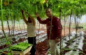 Rutan Pelaihari Panen Pare Untuk ke Dua Kalinya di Lahan SAE