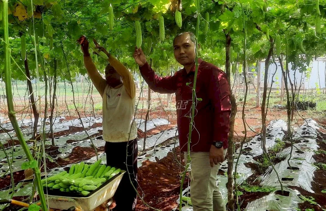 Rutan Pelaihari Panen Pare Untuk ke Dua Kalinya di Lahan SAE