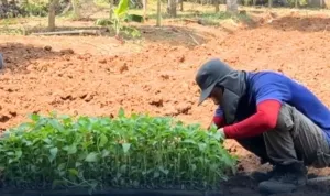 Warga Binaan Lapas Batang Semangat Tanam Bibit Cabai