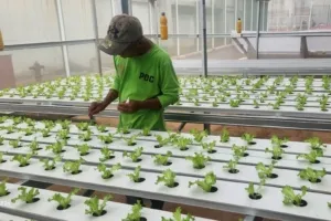 Lapas Cibinong Kembangkan Hidroponik untuk Warga Binaan