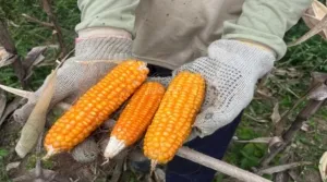 Lapas Kelas IIB Nirbaya sukses menggelar panen jagung di lahan pertanian binaan Lapas Industri pada Minggu (10/8). (Web Ditjenpas)