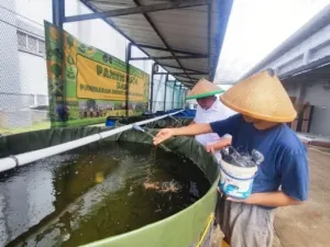Lapas Cipinang kembangkan pelatihan kemandirian lewat budidaya ikan nila yang dikelola Warga Binaan, Kamis (14/8). (Web Ditjenpas)