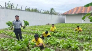 Lapas Kelas III Namlea panen 250 ikat sawi dalam hitungan hari lewat program pertanian Warga Binaan, Kamis (14/8). (Web Ditjenpas)