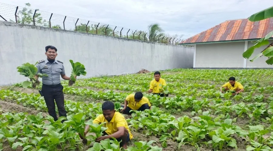 Lapas Kelas III Namlea panen 250 ikat sawi dalam hitungan hari lewat program pertanian Warga Binaan, Kamis (14/8). (Web Ditjenpas)