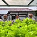 Lapas Kelas IIA Ambon kembali torehkan prestasi dengan panen 18 kg selada hidroponik hasil budidaya Warga Binaan, Selasa (5/8). (Web_Ditjenpas)
