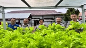 Lapas Kelas IIA Ambon kembali torehkan prestasi dengan panen 18 kg selada hidroponik hasil budidaya Warga Binaan, Selasa (5/8). (Web_Ditjenpas)