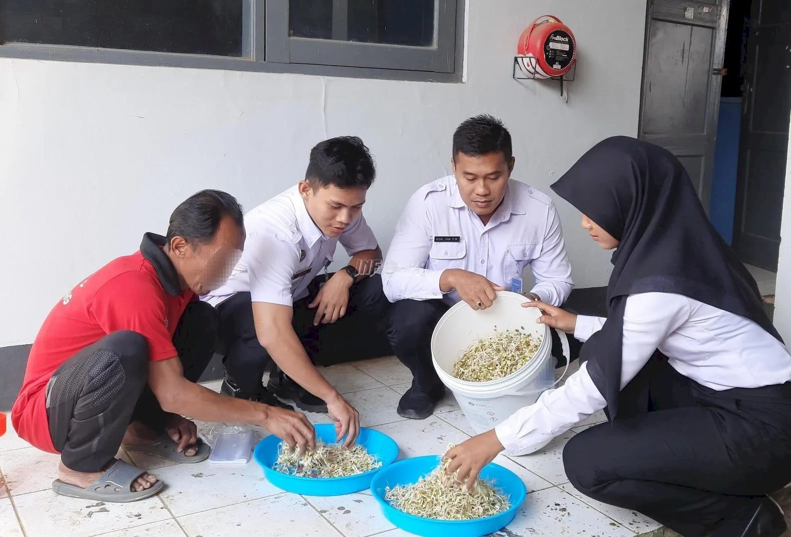 Lapas Kelas IIB Batang panen taoge hasil budidaya Warga Binaan di Bimker, dipimpin Kasubsi Giatja Rizal Eka Prasetya Maduraga, Senin (11/8). (Web Ditjenpas)