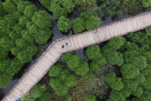 Wisata Ekowisata Mangrove Wonorejo (Dok. Pemkot Surabaya)