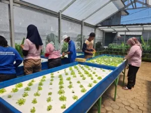 Lapas Perempuan Palembang gencar budidaya hidroponik dukung ketahanan pangan dan pemberdayaan warga binaan di Green House. (Dok: Humas Lapas Perempuan Palembang)
