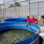 Lapas Pemuda Madiun sukses jalankan program budidaya lele bioflok di SAE sebagai bagian dari pembinaan kemandirian Warga Binaan. (Dok: Web Ditjenpas)