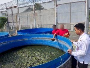 Lapas Pemuda Madiun sukses jalankan program budidaya lele bioflok di SAE sebagai bagian dari pembinaan kemandirian Warga Binaan. (Dok: Web Ditjenpas)