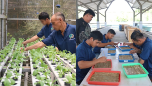Lapas Kelas IIA Cibinong kembangkan budidaya pakcoy hidroponik di SAE untuk cetak WBP mandiri dan produktif. (Dok: Humas Lapas Cibinong)