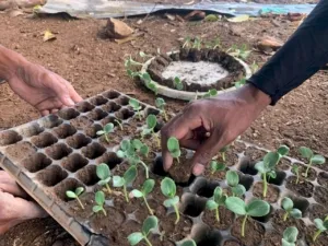 Lapas Atambua Berdayakan Warga Binaan Melalui Pertanian