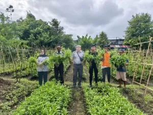 Lapas Bandanaira Panen 15 Ikat Kangkung di Lahan SAE