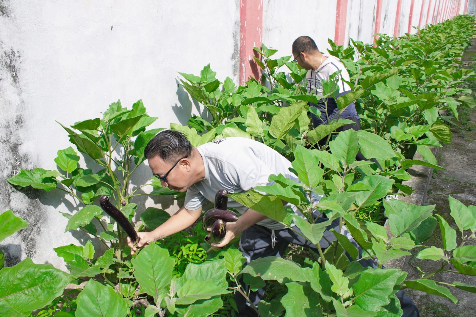 Lapas Kuala Tungkal Panen 40 Kg Terong Bersama Warga Binaan