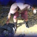 Lapas Madiun Sukses Panen Ribuan Ikan Lele Bersama WBP