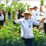 Lapas Malang Panen Edamame Super dari Bertani Warga Binaan