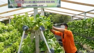 Lapas Muara Bulian Bina WBP Lewat Pertanian & Peternakan