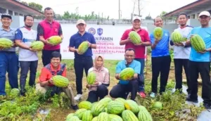 Lapas Pangkalpinang ajak Forkopimcam Panen 515 Kg Semangka