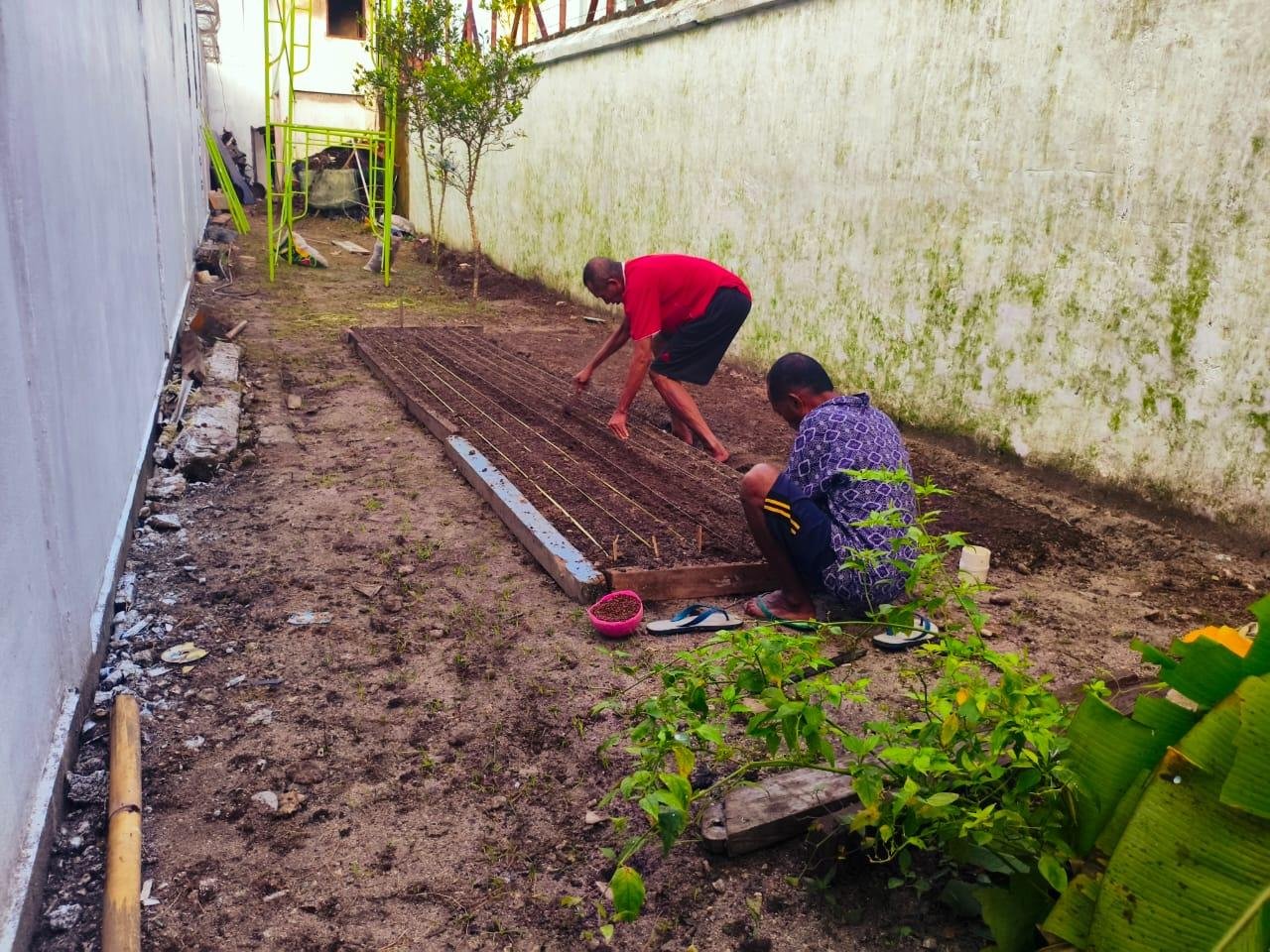 Lapas Saparua Perkuat Ketahanan Pangan, Tanam Bibit Kangkung