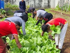 Lapas Tual Panen 19 Kg Sawi Bukti Komit Pembinaan Kemandirian