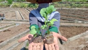 Lapas Kediri Ajak WBP Tanam Terong di Lahan SAE