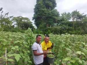 Lapas Kelas III Namlea sukses panen 55 Kg buncis di lahan Sarana Asimilasi Edukasi sebagai wujud pembinaan kemandirian. (Dok: Humas Lapas Namlea)