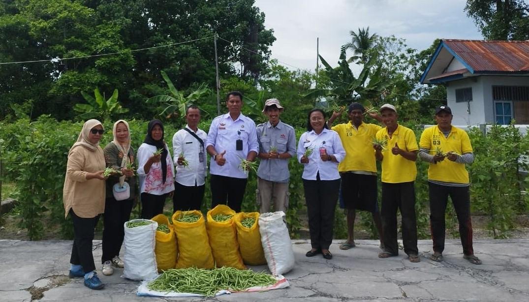 Lapas Kelas III Namlea panen 71 kg buncis dan 100 ikat sawi hasil budidaya Warga Binaan sejak Juli 2025. (Dok: Humas Lapas Namlea)
