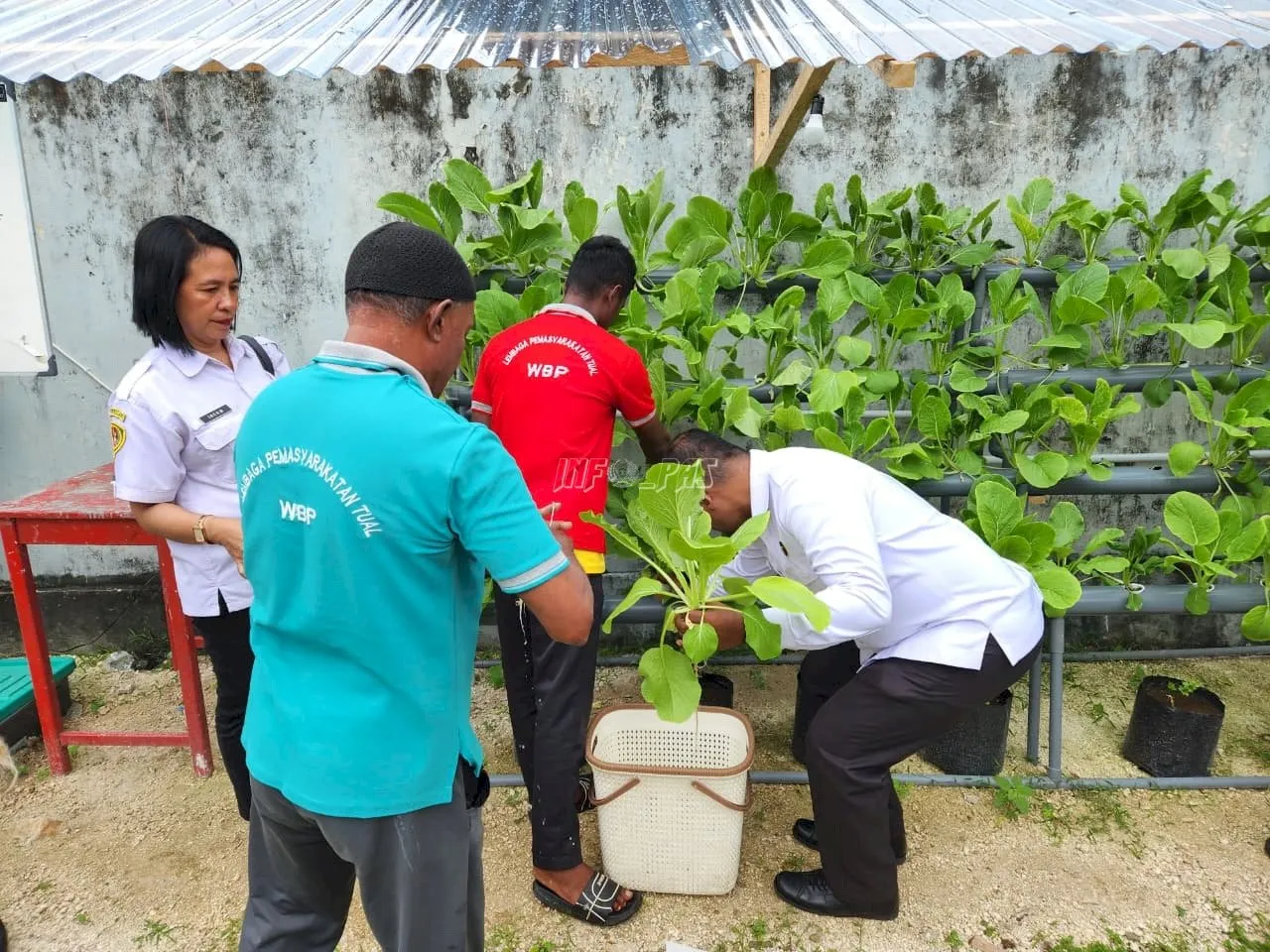 Lapas Kelas IIB Tual panen sayur yang dikembangkan dengan teknik hidroponik, Senin (1/9)). (Dok: Humas Lapas Tual)