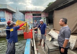Lapas Pemuda Kelas IIA Madiun panen 40 kg lele dari kolam budidaya warga binaan sebagai wujud komitmen dalam program ketahanan pangan, Jumat (19/9). (Dok: Humas Lapas Pemuda Madiun)