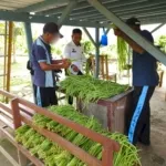 Lapas Kelas IIB Piru kembali memanen 60 ikat kacang panjang dari lahan pertanian Sarana Asimilasi dan Edukasi (SAE), Selasa (2/9). (Dok: Humas Lapas Piru)