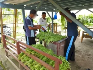 Lapas Kelas IIB Piru kembali memanen 60 ikat kacang panjang dari lahan pertanian Sarana Asimilasi dan Edukasi (SAE), Selasa (2/9). (Dok: Humas Lapas Piru)