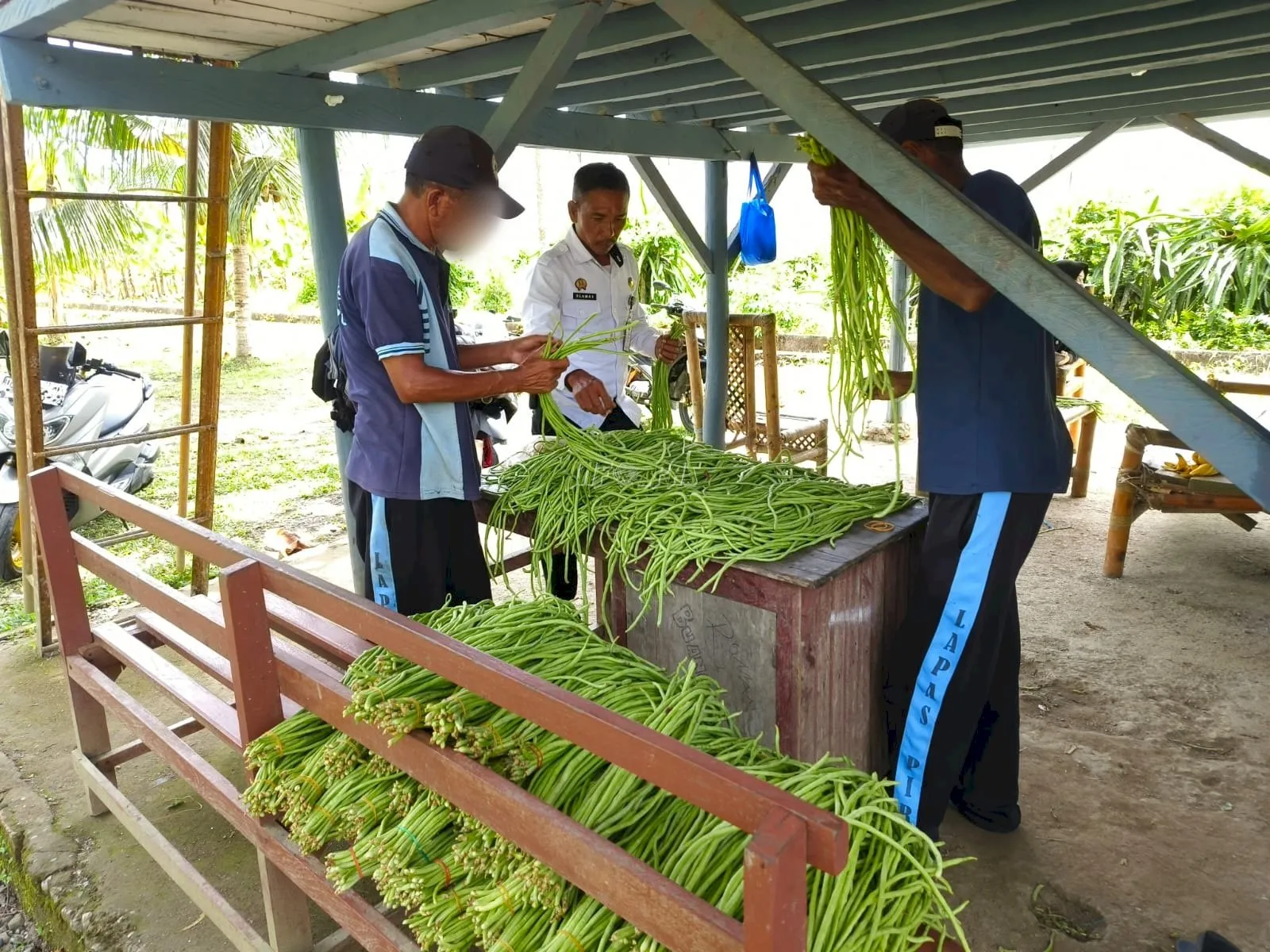 Lapas Kelas IIB Piru kembali memanen 60 ikat kacang panjang dari lahan pertanian Sarana Asimilasi dan Edukasi (SAE), Selasa (2/9). (Dok: Humas Lapas Piru)