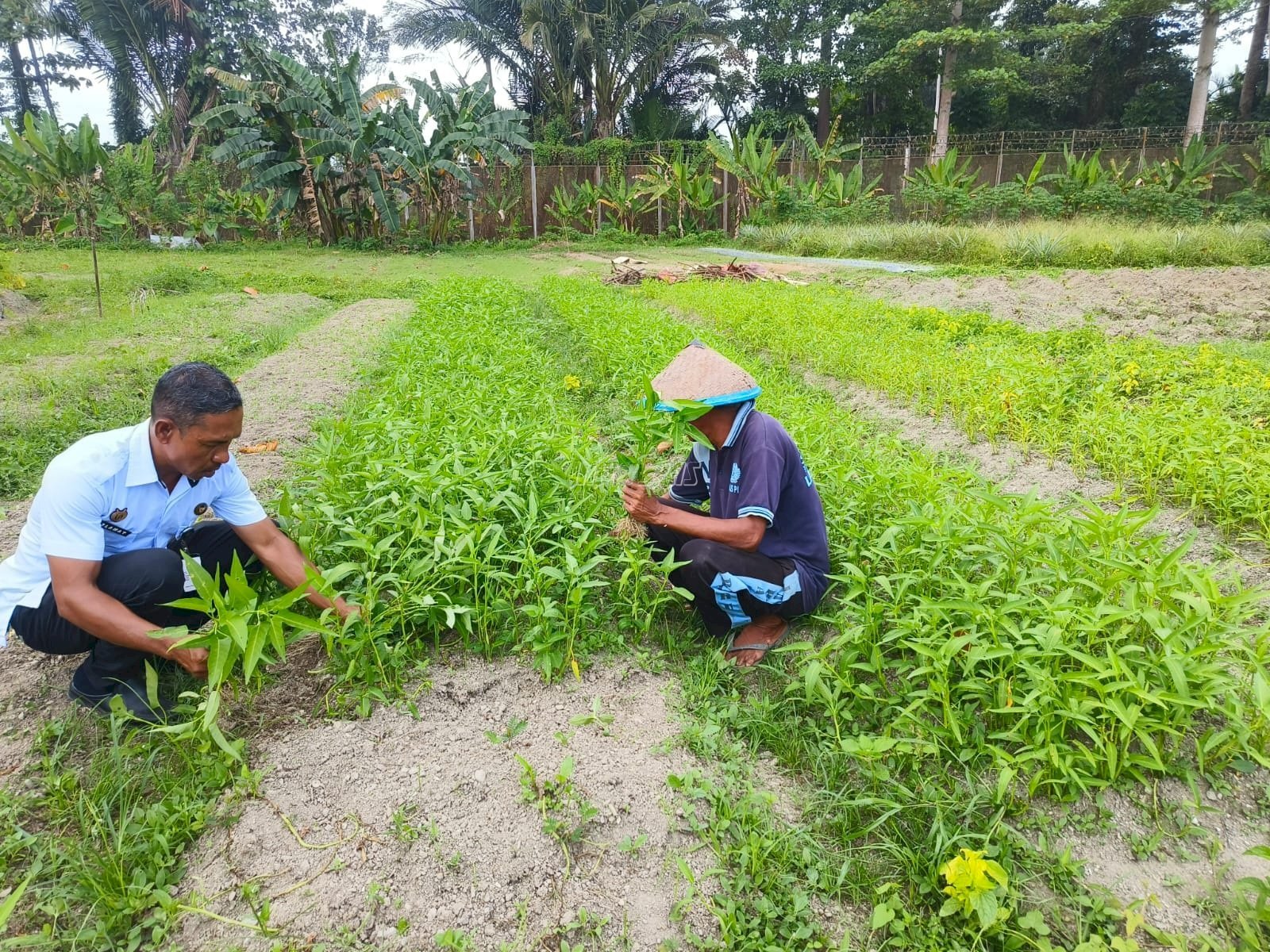Lapas Kelas IIB Piru kembali memanen 30 ikat kangkung dari lahan pertanian Sarana Asimilasi dan Edukasi (SAE), Rabu (3/9). (Dok: Web Ditjenpas)