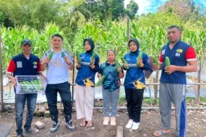 Warga Binaan Lapas Wahai panen perdana 29 mentimun dari lahan pinjam pakai sebagai pagar alami kebun utama. (Dok: Humas Lapas Wahai)