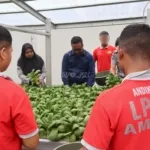 LPKA Kelas II Ambon kembali memanen sayuran pakcoy dari instalasi hidroponik, Selasa (2/9). (Dok: Humas LPKA Ambon)