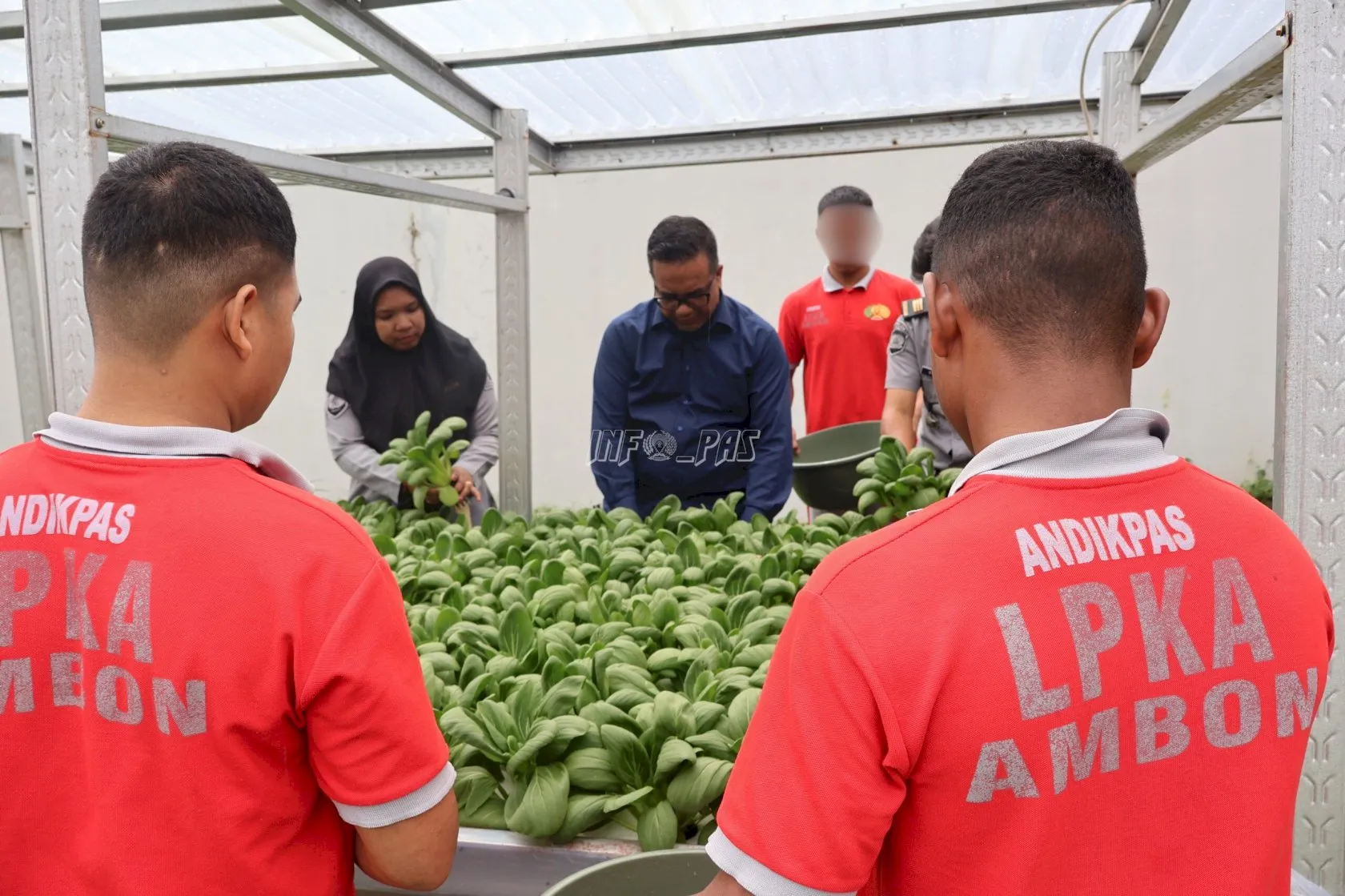 LPKA Kelas II Ambon kembali memanen sayuran pakcoy dari instalasi hidroponik, Selasa (2/9). (Dok: Humas LPKA Ambon)