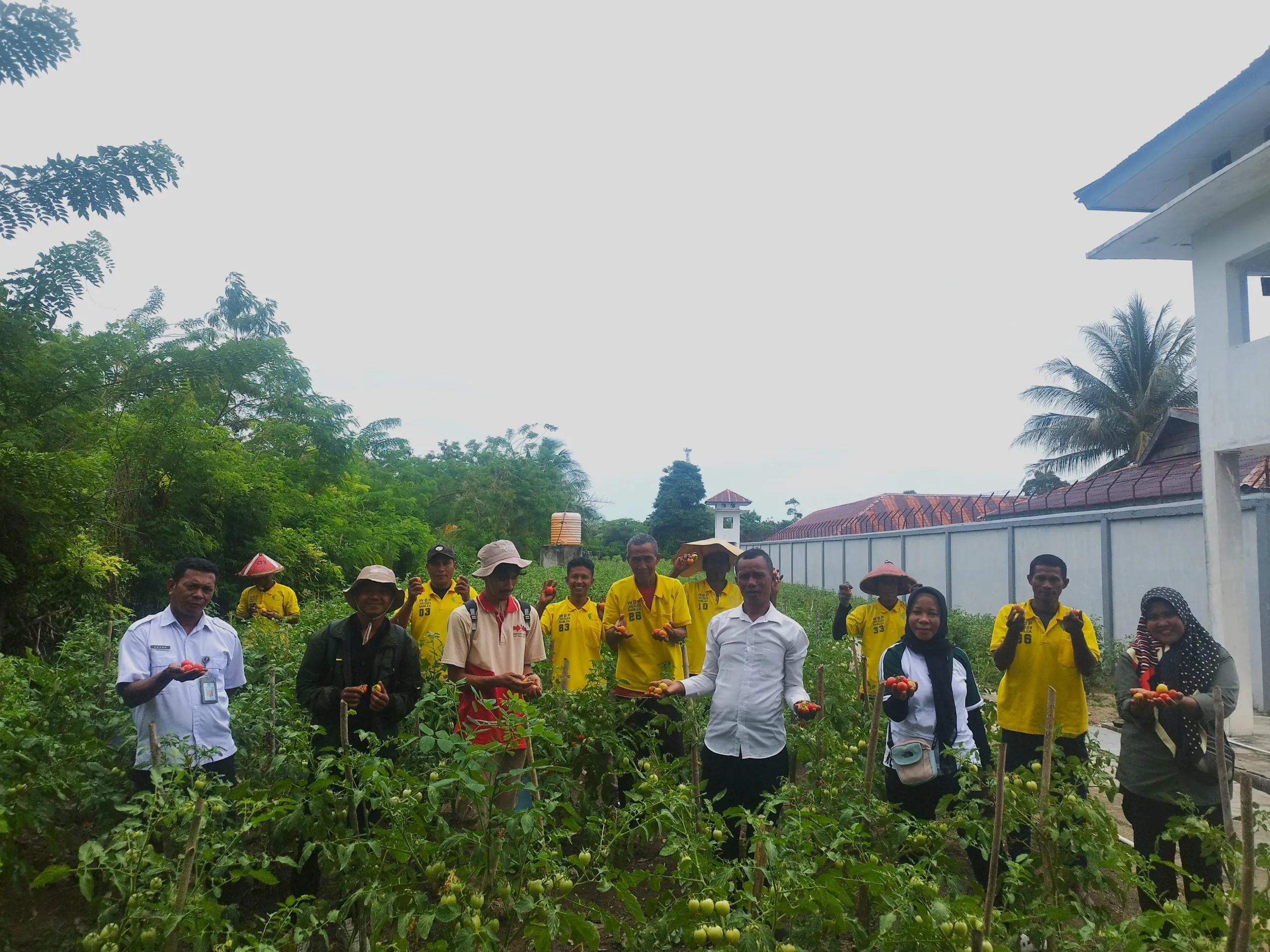 Lapas Kelas III Namlea panen perdana 80 kg tomat hibrida, hasil budidaya sejak Juli, disaksikan BPP Waiperang dan YBTS, Rabu (24/9). (Dok: Humas Lapas Namlea)