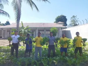 Sayuran sawi hasil pelatihan kemandirian warga binaan Lapas Kelas III Namlea laris dan mendapat pesanan 55 Kg pada 29/9. (Dok: Humas Lapas Namlea)