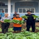 Lapas Kelas III Saumlaki berhasil memanen 300 ikat sawi dari kebun sayur yang dikelola secara mandiri di dalam lingkungan Lapas, Senin (8/9). (Dok: Web Ditjenpas)