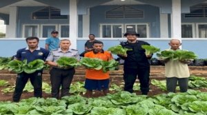 Lapas Kelas III Saumlaki berhasil memanen 300 ikat sawi dari kebun sayur yang dikelola secara mandiri di dalam lingkungan Lapas, Senin (8/9). (Dok: Web Ditjenpas)