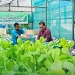 Panen Sayur Hidroponik Lapas Luwuk, WBP Sipa Mandiri