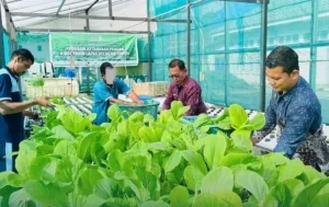 Panen Sayur Hidroponik Lapas Luwuk, WBP Sipa Mandiri