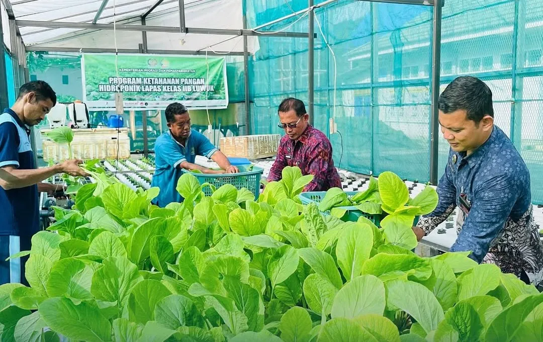 Panen Sayur Hidroponik Lapas Luwuk, WBP Sipa Mandiri