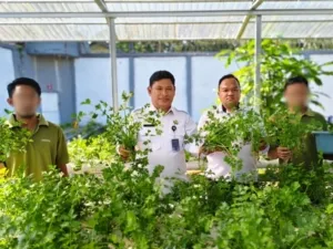 Lapas Banjarmasin panen 250 pot seledri hidroponik hasil pelatihan kemandirian, dipanen langsung oleh WBP dengan pendampingan Kalapas dan jajaran. (Dok: Humas Lapas Banjarmasin)