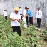 Lapas Kelas IIB Wonogiri kembali memanen terong dari lahan pertanian di area branggang, Senin (8/9). (Dok: Web Ditjenpas)