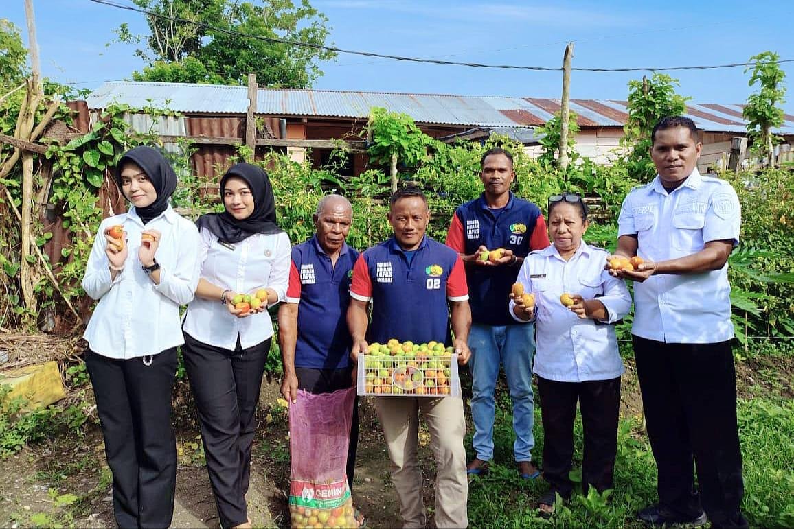 Warga binaan Lapas Kelas III Wahai panen tomat segar untuk mendukung ketahanan pangan dan memenuhi kebutuhan masyarakat setempat. (Dok: Humas Lapas Wahai)