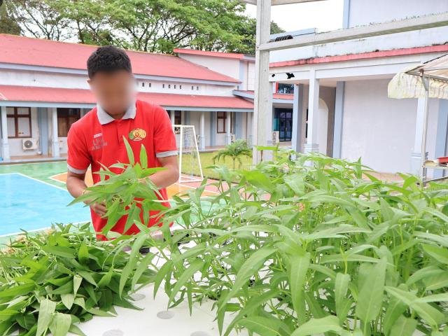 LPKA Kelas II Ambon panen 15 ikat kangkung hidroponik hasil budidaya Anak Binaan, Kamis (4/9). (Dok: Humas LPKA Ambon)